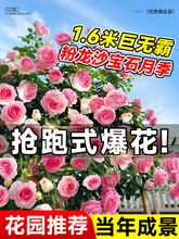 �ش��ɫ��ɳ��ʯ�����¼����������������Nޱ�ļ����B���������l