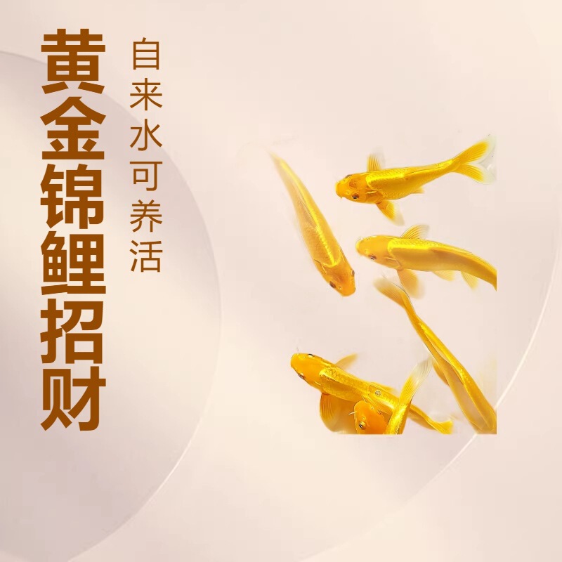 Golden Koi Fish That Attract Wealth Can Be Raised in Tap Water, Are Durable and Easy to Care For, and Are Cold-Water Fish