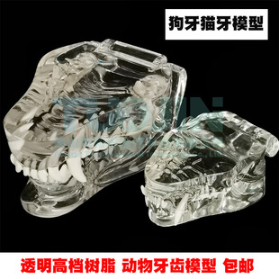 ���ƹ���؈��ģ�͌�������ǻ�̌Wģ�����Xģ��Ȯ��͸����֬