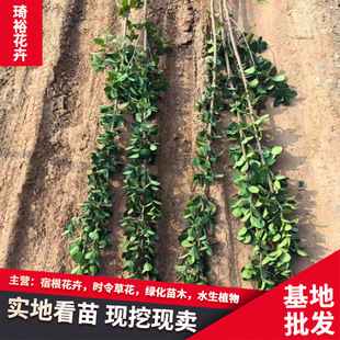 �S��G���粻���~ɫ�K��ľ�h�ʠ��ļ����� �������S��ͥԺ���͘�