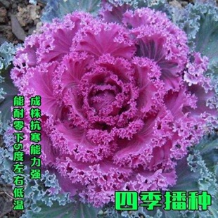 ��ɫ���¸��{�N���ļ��߲˷N���ͺ����^�p��ʳ���̨����