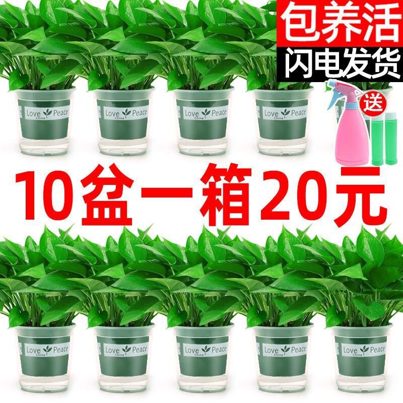 Potted Green Radish Hydroponics Wholesale Indoor Easy-To-Grow Plants Green Plants Florals Green Basket