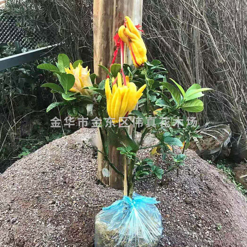 金华佛手  佛手橘带果发货室内观果植物 花卉盆景盆栽植物 佛手树