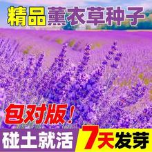 薰衣草花草籽盆栽四季开花种子香草花卉驱蚊草种籽子播种庭院种植