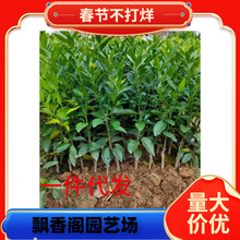 ��Ʒ�N�۽ۘ��������۽ۼ������Ә�����ش���Ϸ��Nֲ�������