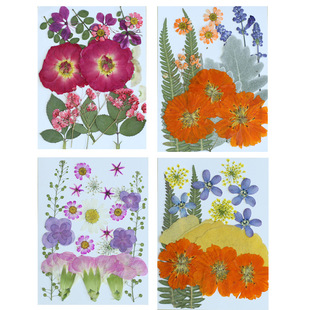 �ɻ��������ϰ�õ���NĘ�۽ǌ��滨����zֲ��˱�PressedFlower