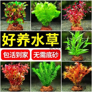 ˮ��ֲ����~���B��ɽʯˮ���ˮ�ő����~���쾰����̫��