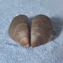 海洋生态科研教学标本纯手工贝壳工艺品扇形半月形客厅装饰黑贻贝