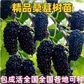 果桑苗树莓苗桑葚苗地栽盆栽养蚕四季果树苗南方北方种植桑树树苗