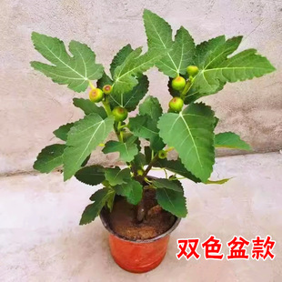 �����o��������������ش���Ϸ����������t�ń�����Ƥ�o�������