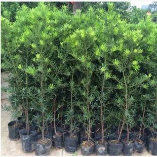 һ�����l�_�h�ɘ����������~���~ȸ��С��Gֲ�����辰��ֱ�N