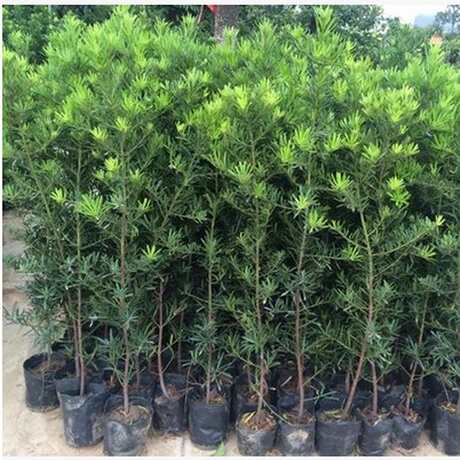 一件代发罗汉松树苗珍珠米叶中叶雀舌小苗绿植盆栽盆景苗直销