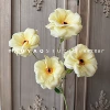 4 butterfly peony