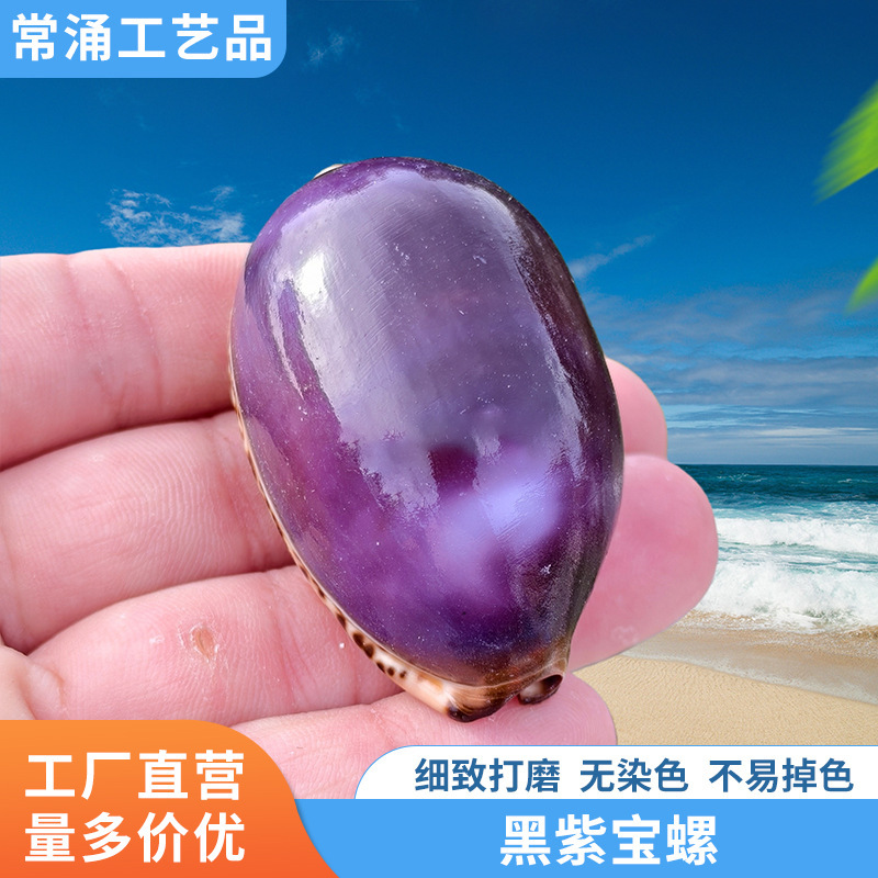 New Black Purple Conch Shell Map Snail Rare Premium Collection Specimen Snail Display Window Decoration Creative Gift New Black Purple Conch Shell Map Snail Rare Premium Collection Specimen Snail Display Window Decoration Creative Gift