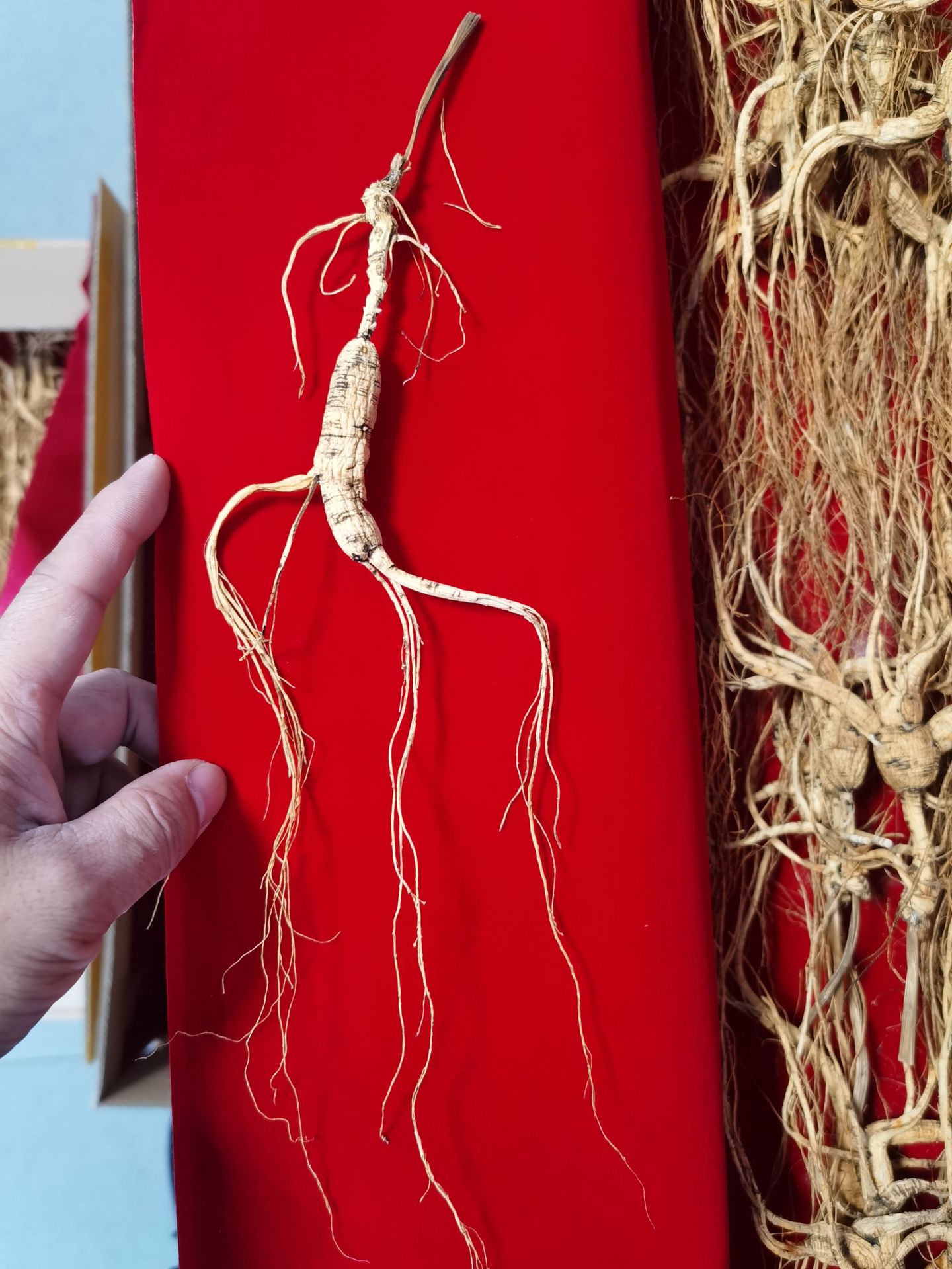 Changbai Mountain Wild-Forest Ginseng Root Slightly Imperfect Dried for Soup and Wine preparation