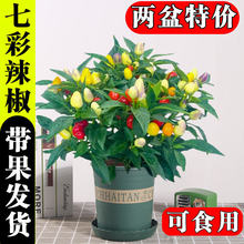 �������Ԏ�����ʳ�òʽ����콷�����҃��̨�����ļ��_���Y��ֲ��