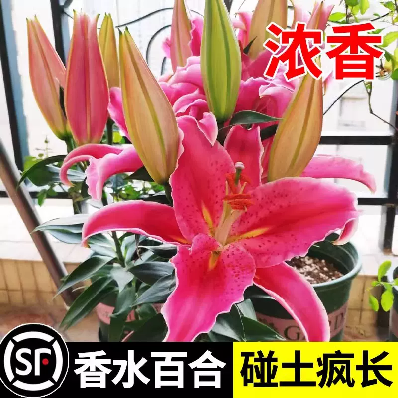 批发香水百合种球带芽四季开花盆栽好养特大球根鲜切花百合花种子