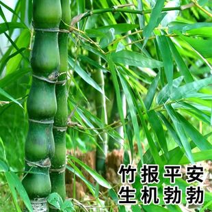 ���Ժ��J���_�h���^�p�������̨�辰�k���҃�ֲ��͏d�Gֲ