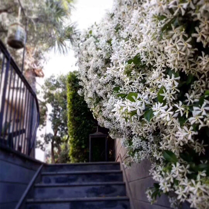 Вьющееся растение для внутреннего двора, ветряная мельница, жасмин, балконный горшечный серебристый жасмин, вечнозеленый ароматный итальянский плющ