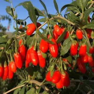 可食用大果枸杞苗盆栽地栽大叶红枸杞苗南方北方可种植庭院果树苗