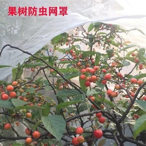 宜豪美牌跨境热卖加厚加密40目防虫网罩PE纱网植物果树束口防鸟网