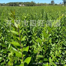 �½����ɸ��C���ľG�hˮϞ�� С�~Ůؑ �����~ˮϞ��ˮϞ��a��