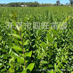 �½����ɸ��C���ľG�hˮϞ�� С�~Ůؑ �����~ˮϞ��ˮϞ��a��