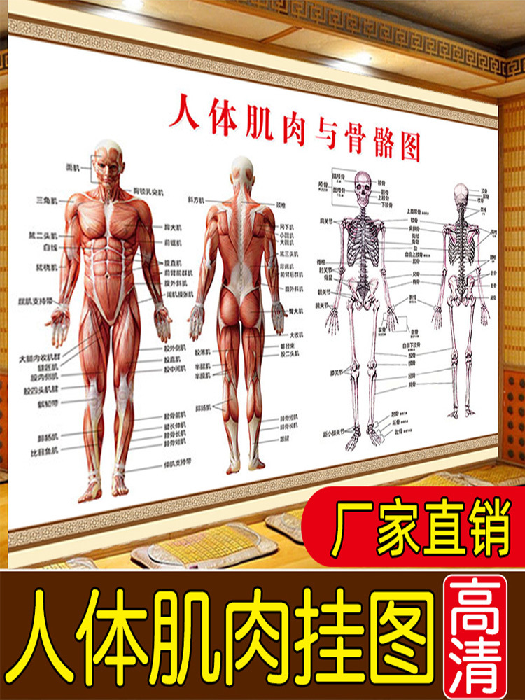 女性解剖图全息图针灸骨科健身人体肌肉分布图常见按摩图片高清