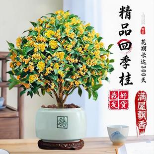 �𻨘����ش���¹���G������ͥԺ�e�������ļ���ֲ���ļ�����
