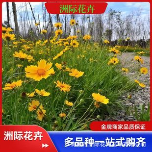 Large-Flowered Coneflower Country Road Mountain Greening Perennial Florals Large-Flowered Coneflower Seeds Flower Sea Park Community