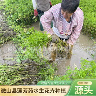 Greening Watercress Seedlings Undertake Aquatic Plants Watercress Planting Easy to Survive