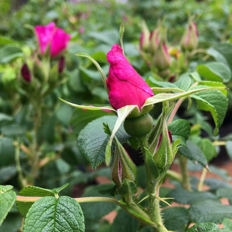 Роза Саженцы Дамаск Цветущий Сад Цветы Горшечный Съедобный Цветочный Чай