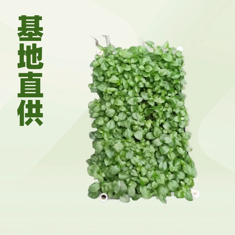 База поставляет крупнолистные растения-зонтики для ландшафтного дизайна, для использования в помещении и на улице, а также оптом поставляет комнатные и уличные растения в горшках.