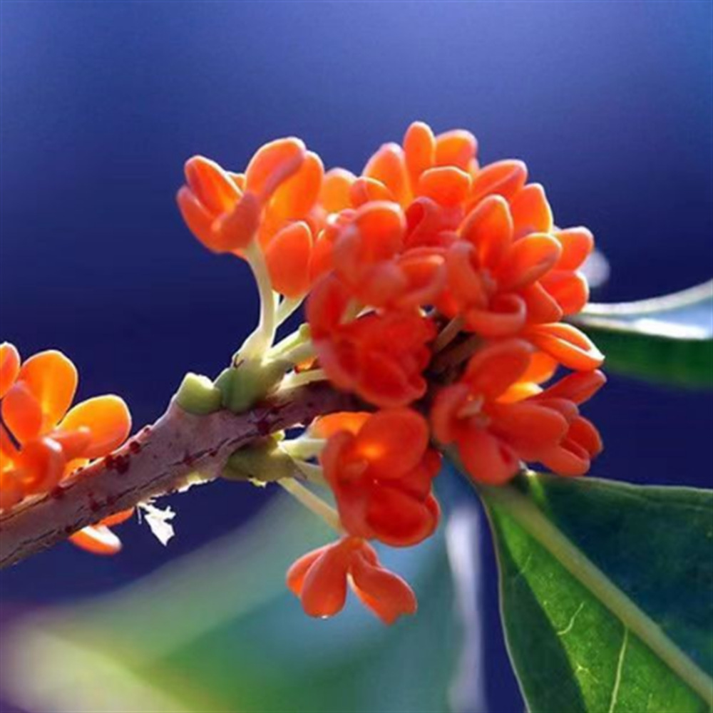 沉香桂花树苗花卉盆栽四季常青日香桂浓香型耐寒庭院阳台南北方种