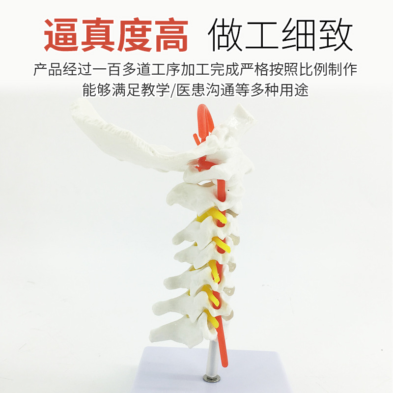 ���弹��ģ�� ��׵�� ��׵ģ�� ��׵���� ��׵�ṹ��׵����ģ��