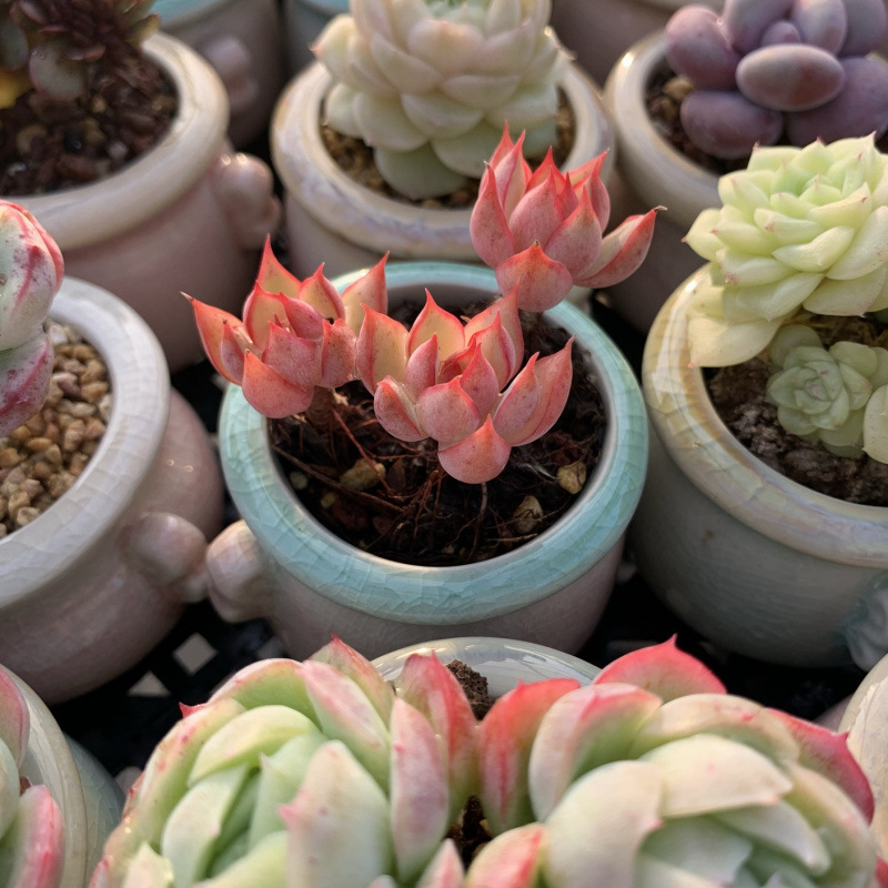 小さな多肉植物、超かわいい、貴重で希少な親指鉢、ミニ鉢植え、鉢付き多肉植物鉢植え、小さな古い支柱|undefined
