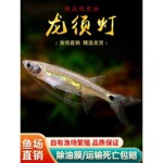 龙须灯鱼除油膜长须丹鱼凤眼灯小龙鱼上层小型灯科草缸工具鱼活体