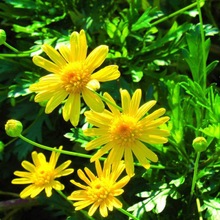 ����շN��ľ����������޸����N��ľ���շN�Ӿ��^�����׷N�N��