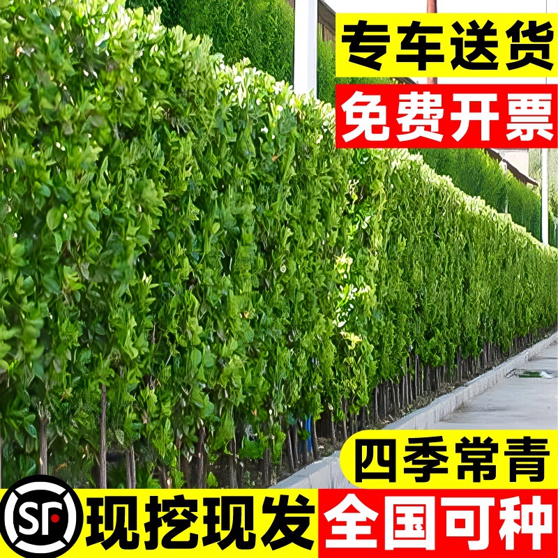 Hokkaido Boxwood Holly Saplings Fence Wall Hedge Four-Season Cold-Resistant Green Plants Clustered Large-Leaf Greening Seedlings Hokkaido Boxwood Holly Saplings Fence Wall Hedge Four-Season Cold-Resistant Green Plants Clustered Large-Leaf Greening Seedlings