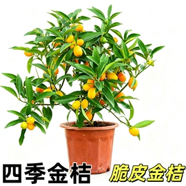 盆栽;一二年生花卉;种子