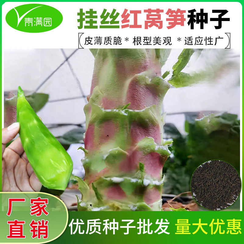 春秋红叶莴苣种籽苗四季红莴笋种子红皮莴笋种子白莴笋种蔬菜籽