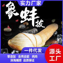 批发商用象拔蚌肉深海加州刺身切片即食象鼻蚌象牙蚌新鲜冷冻海鲜