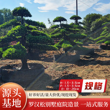 罗汉松乔木湖南造型树别墅庭院工程绿化苗木根系发达植物造型树形