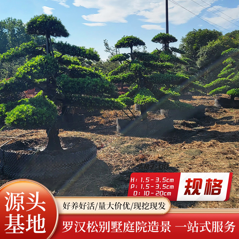 罗汉松乔木湖南造型树别墅庭院工程绿化苗木根系发达植物造型树形