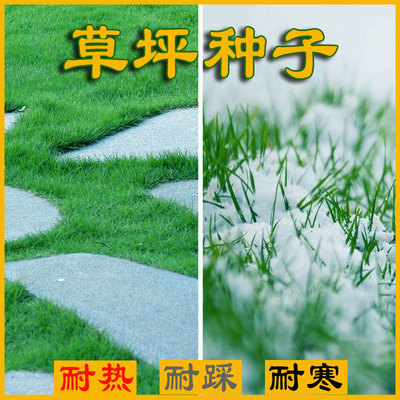 脫殼狗牙根混播四季青耐寒黑麥草護坡高羊茅矮生百慕大草綠化草種