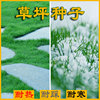 脫殼狗牙根混播四季青耐寒黑麥草護坡高羊茅矮生百慕大草綠化草種