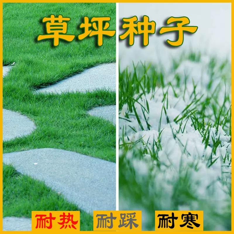 脱壳狗牙根混播四季青耐寒黑麦草护坡高羊茅矮生百慕大草绿化草种