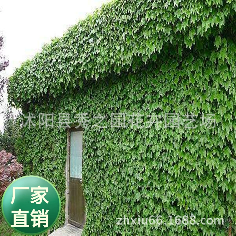 Оптовая продажа садового озеленения