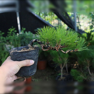 �����辰���ɘ��辰 �����ɘ����ӭ�����辰��� ���ɘ����_�h��