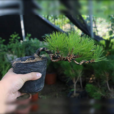 盆景真松树 造型松树迎客松真树 黑苗罗汉松造型松树
